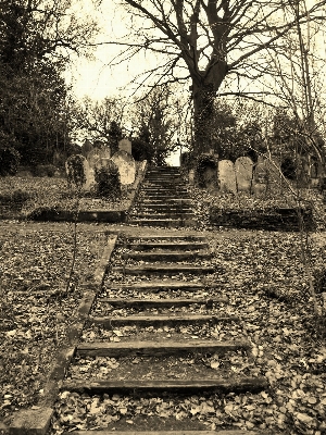 Tree old steps autumn Photo