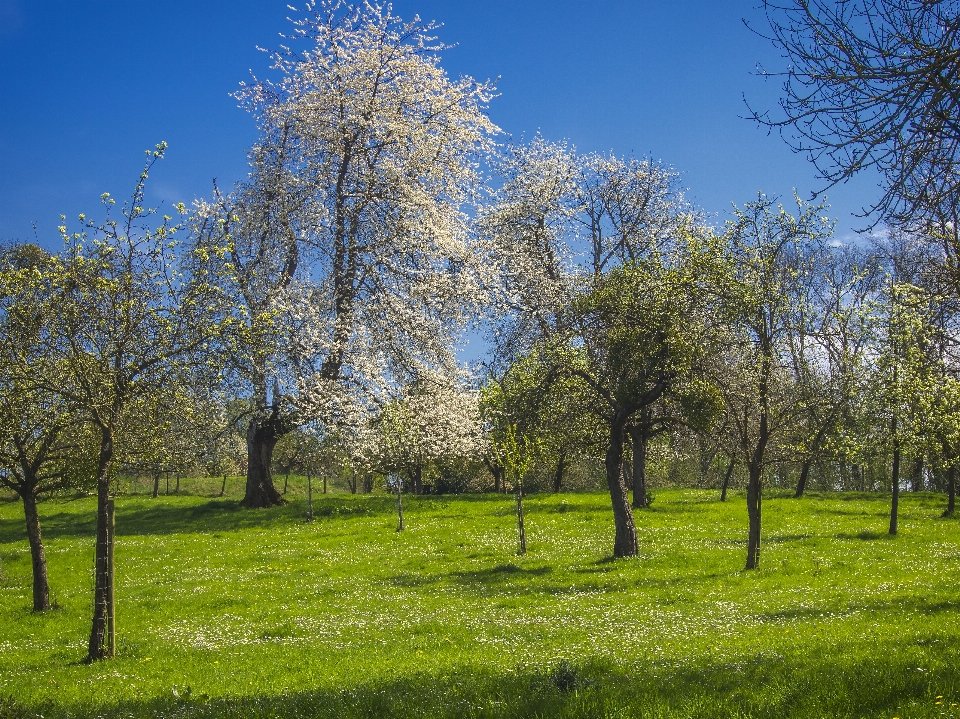 Landschaft baum natur gras