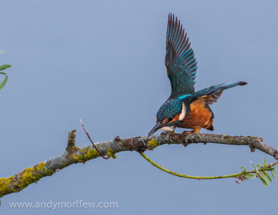 Branch bird wing wildlife