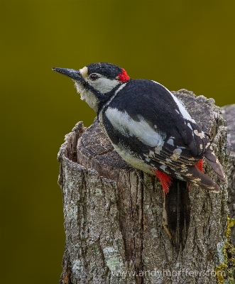 Nature bird wing male Photo