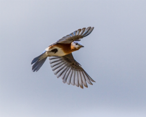 Branch bird wing explore Photo