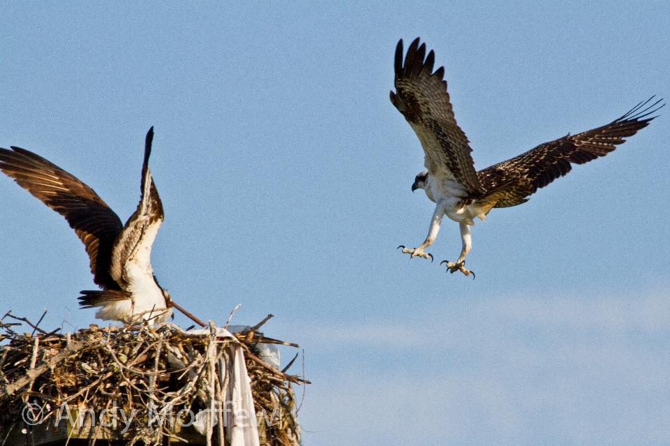 Oiseau aile faune le bec