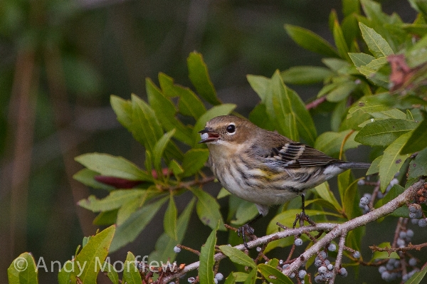 Nature branch bird flower Photo