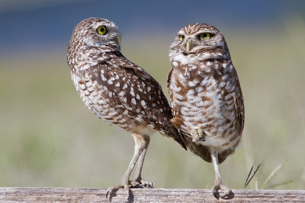 鳥 野生動物 嘴 フクロウ 写真