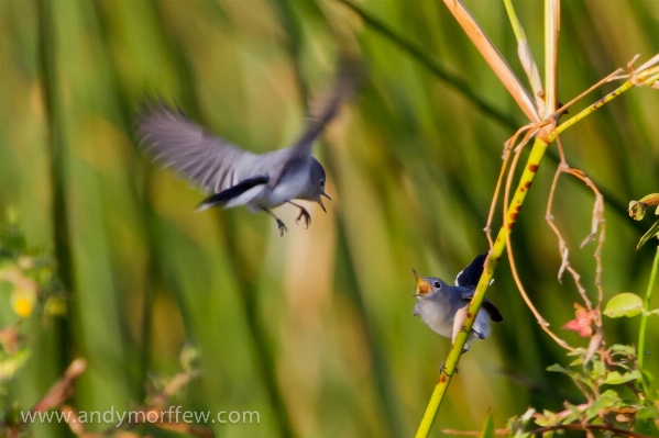 Foto Natura ramo uccello ala