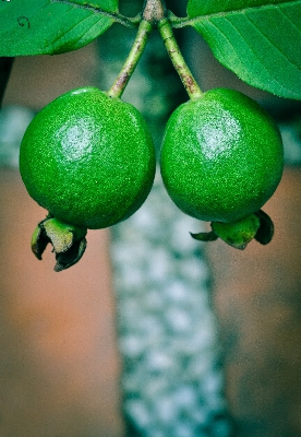 Apple tree nature outdoor Photo