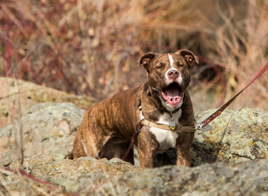 子犬 犬 吠える ペット 写真