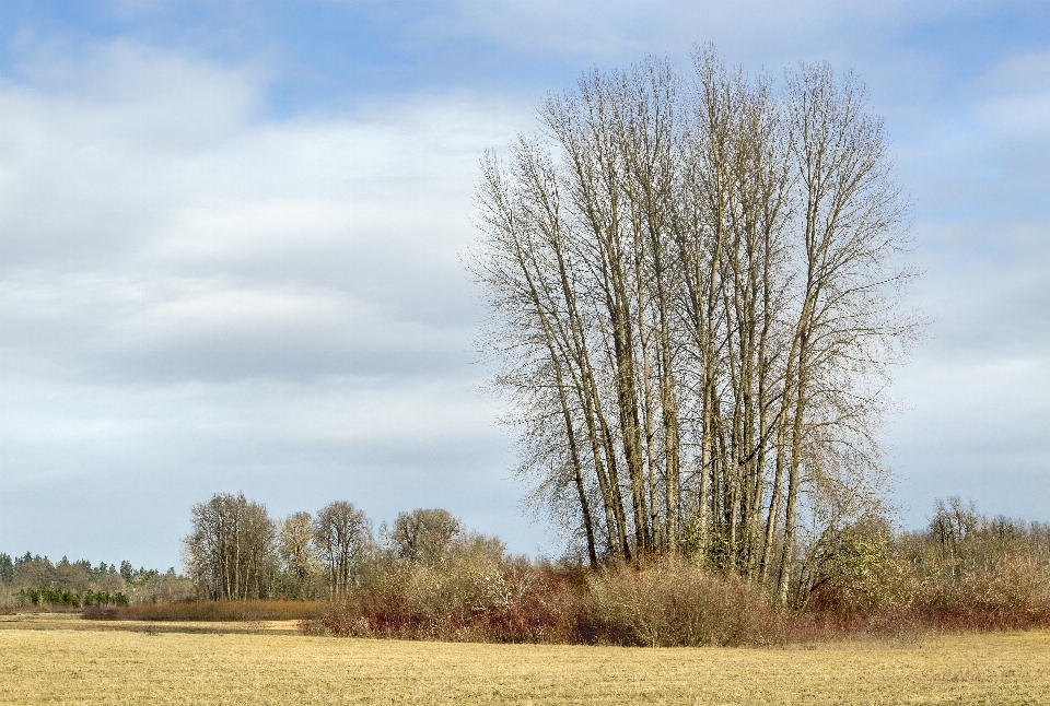 Paisagem árvore natureza grama