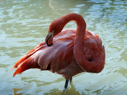 鳥 羽 動物 野生動物 写真