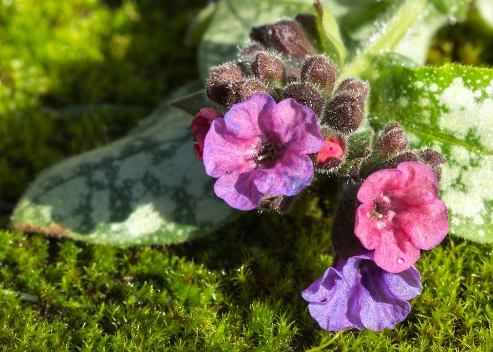 Florecer planta hoja flor