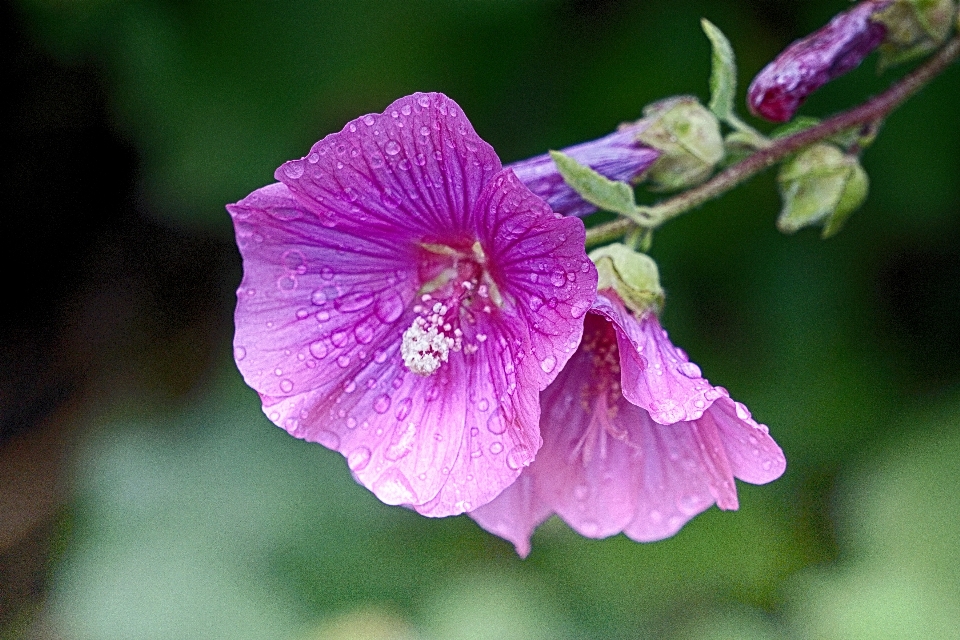 Nature fleurir usine pluie