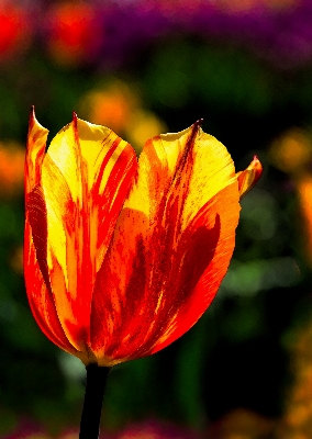 植物 葉 花 花弁 写真