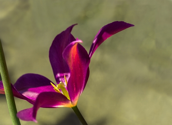 Blossom plant leaf flower Photo