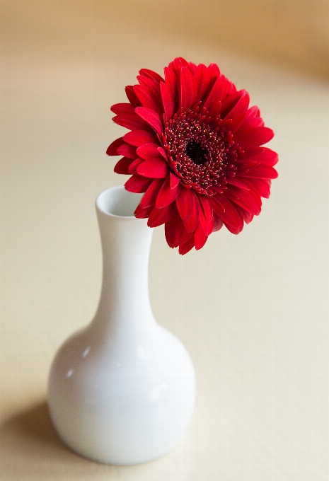 Usine blanc fleur pétale