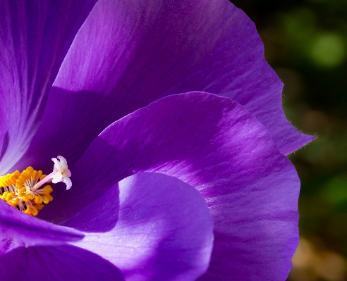 Foto Naturaleza florecer planta flor