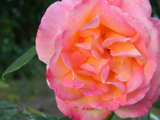 Nature blossom open plant Photo