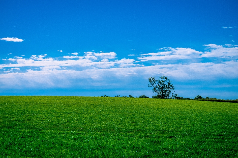 Paisagem natureza grama horizonte