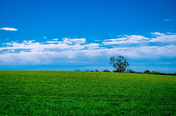 風景 自然 草 地平線 写真