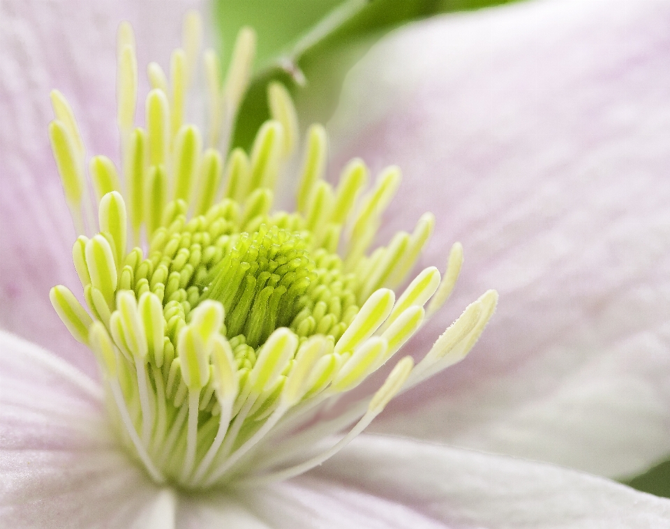 Natur blüte anlage fotografie