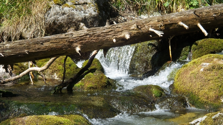 Tree water nature forest Photo