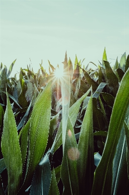 Natur gras anlage sonne Foto