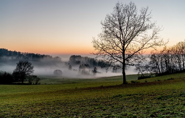 Landscape tree nature grass Photo