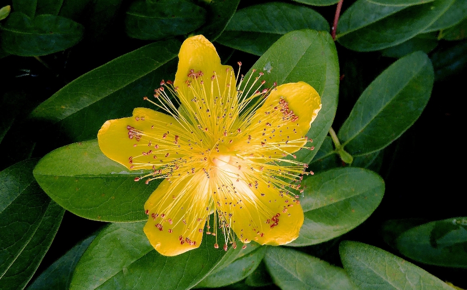 花 植物 葉 咲く