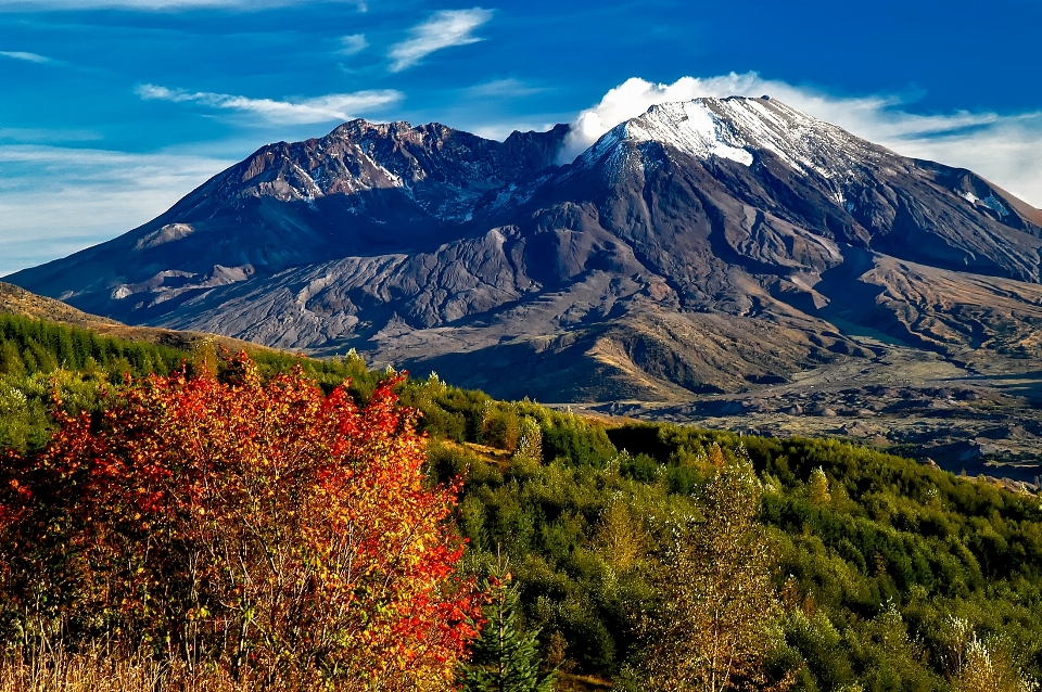 Paisaje árbol naturaleza bosque