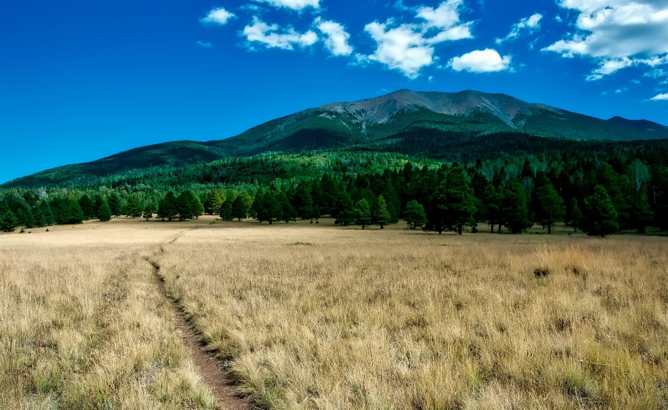 Krajobraz natura las ścieżka