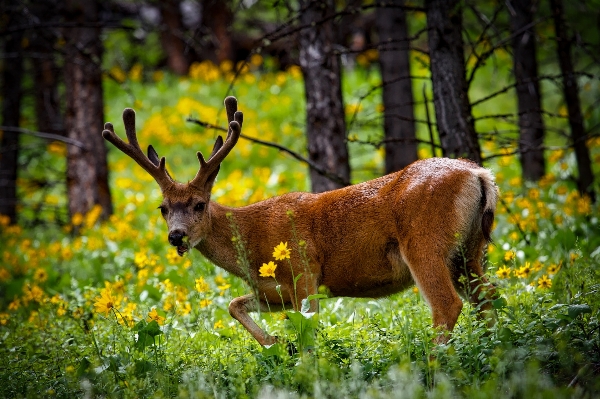 Landscape nature forest grass Photo