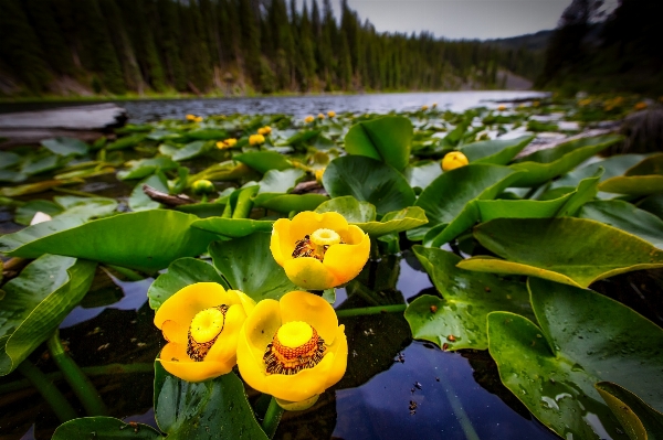 Nature forest wilderness blossom Photo