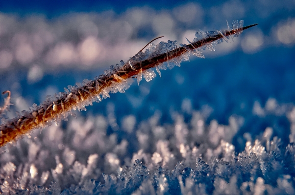 Water nature grass branch Photo