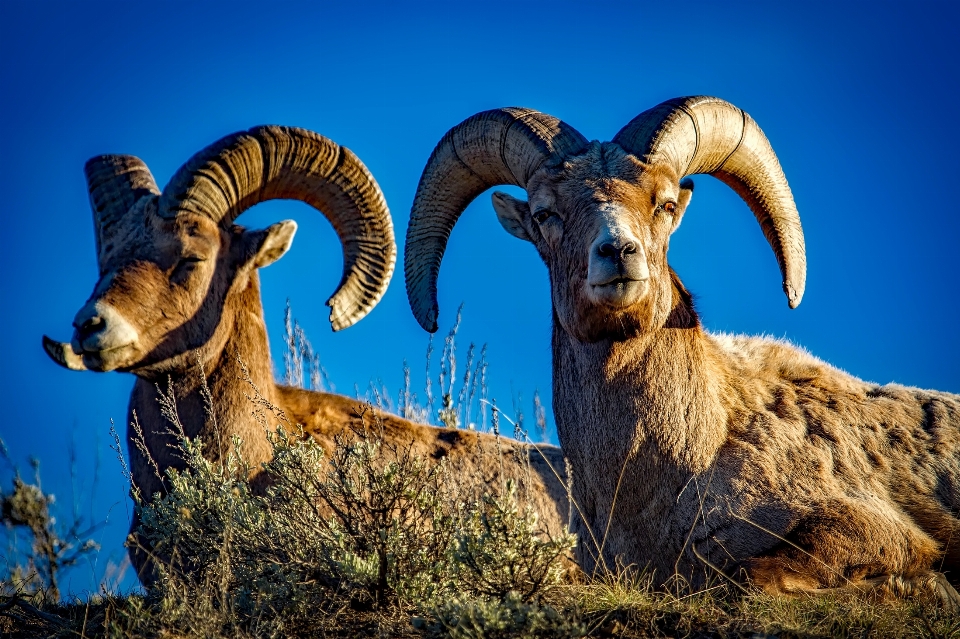 Tierwelt horn makro schaf