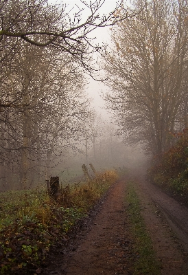 Landscape tree nature forest Photo