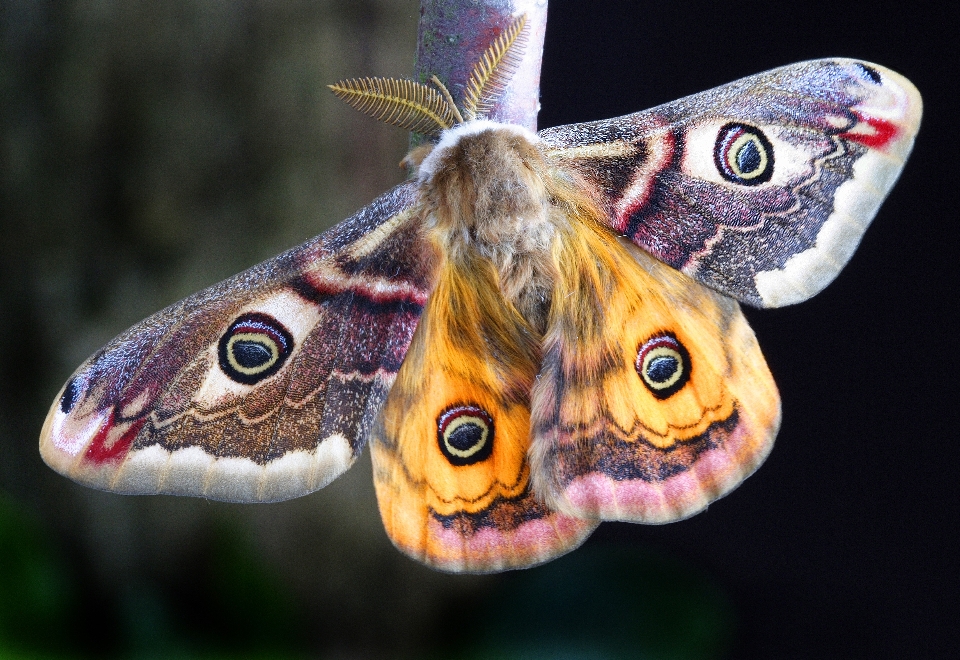 La photographie faune insecte macro