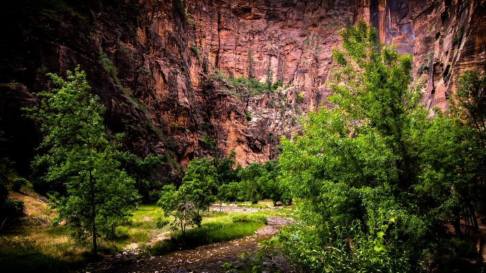 Tree water nature forest Photo