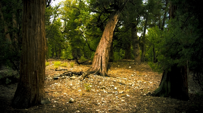 Landscape tree nature forest Photo