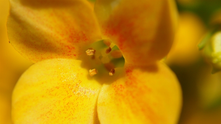 Blossom plant field photography Photo