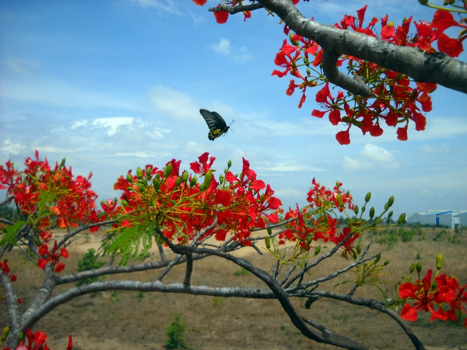 Albero natura ramo fiore