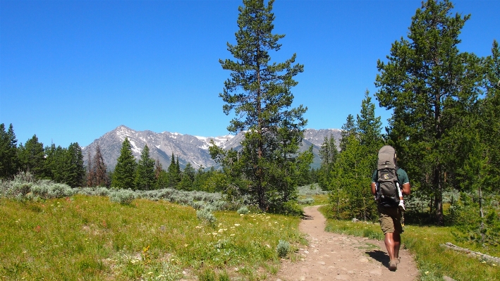 Nature forest wilderness walking Photo