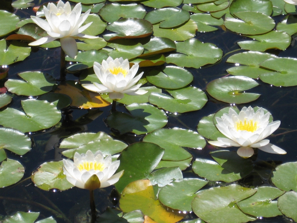 水 植物 白 花