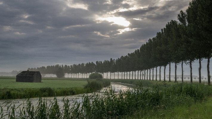 Landscape tree nature grass Photo