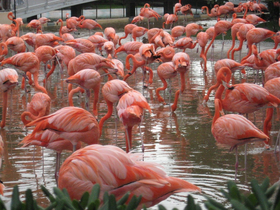 Pájaro zoo pico fauna