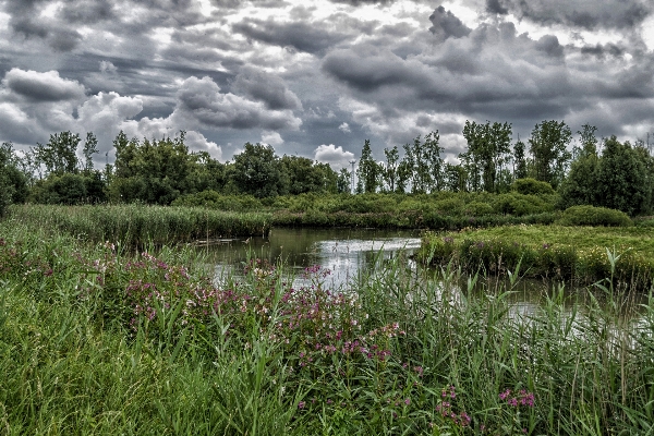 Landscape tree water nature Photo