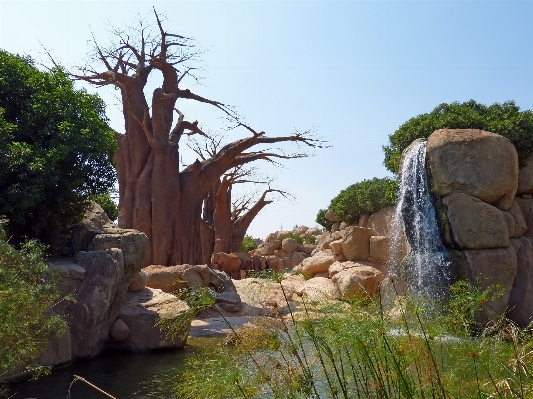 Photo Arbre eau nature rock