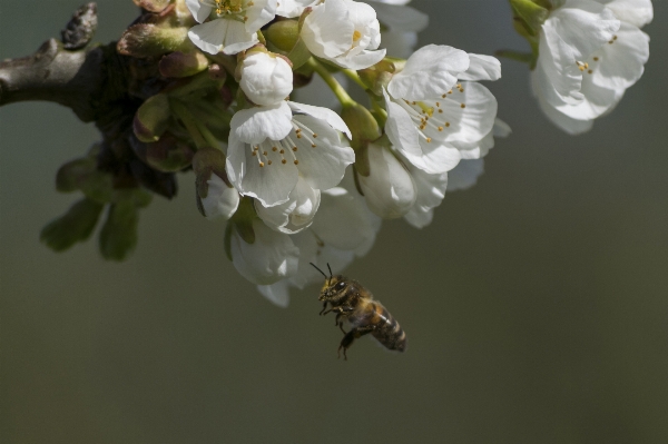 Apple tree nature outdoor Photo