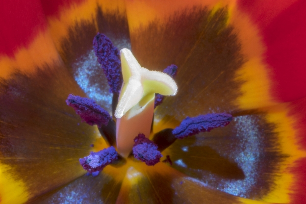 自然 花 植物 写真撮影 写真