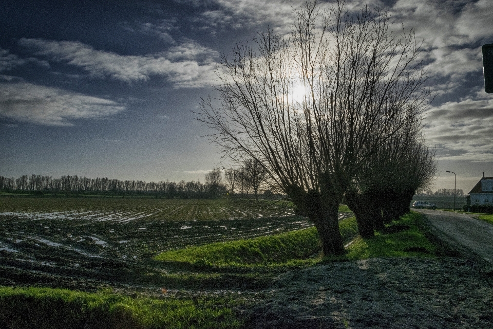 Landscape tree nature grass