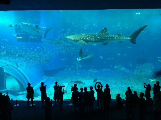 人々 群衆 水中 生物学 写真