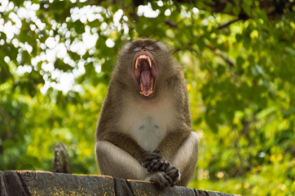 Natura animali selvatici zoo mammifero